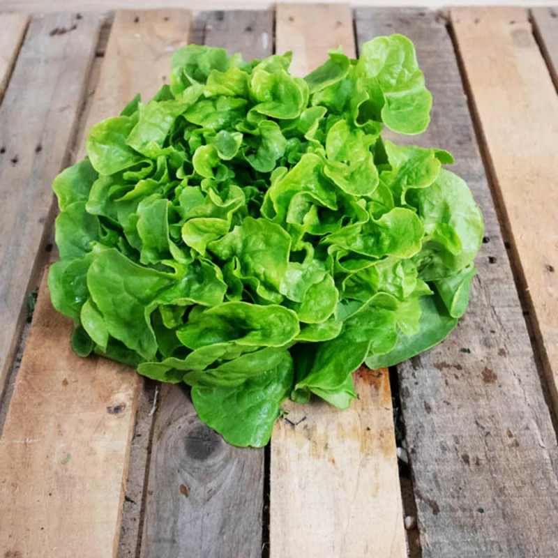 Salade Feuille de chêne, la pièce