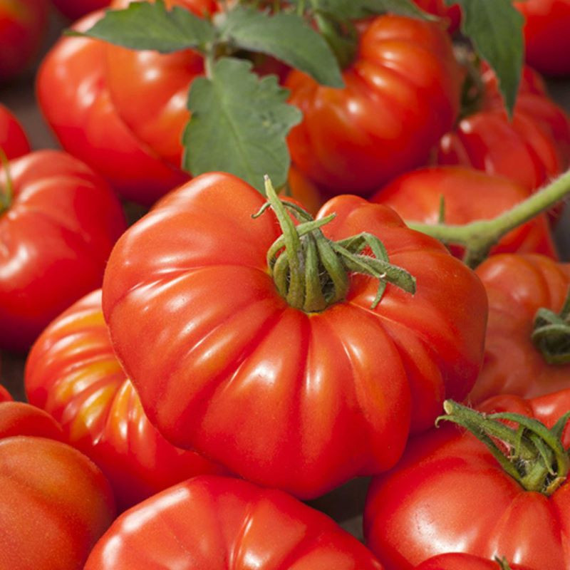 Tomate marmande, 1kg Tomate marmande, 1kg
