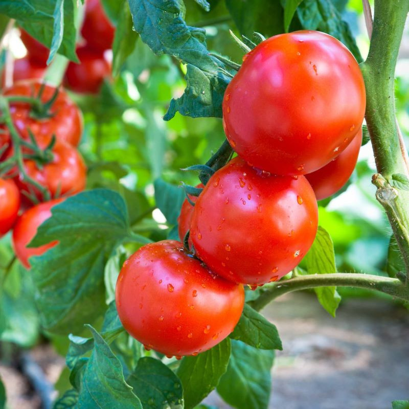 Tomate ronde, 1kg Tomate ronde, 1kg
