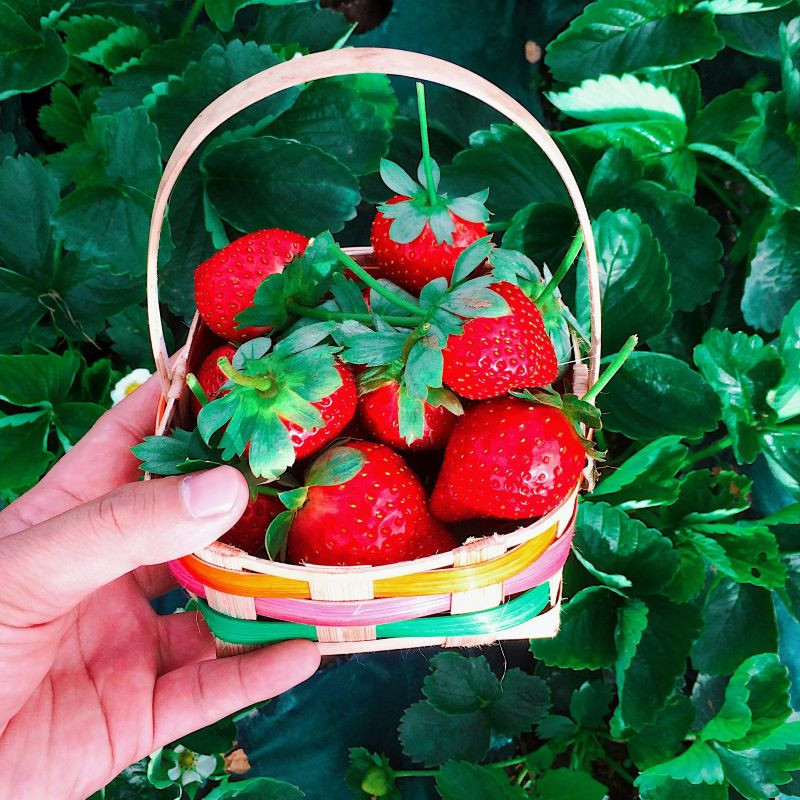 Fraises Cléry, barquette 500g Fraises Cléry, barquette 500g