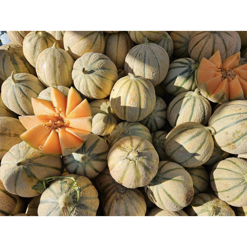 Melon, gros calibre